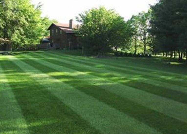 freshly mowed lawn