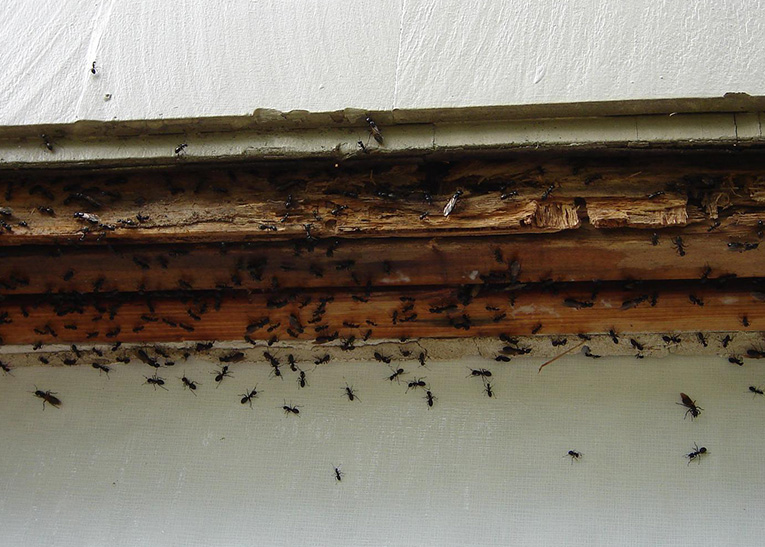 lots of ants eating wood