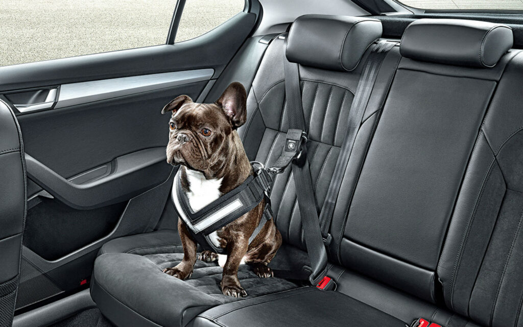 frenchie belted into backseat of car